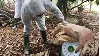 Hà Nội: Tốn hơn 200 tỷ đồng để tiêu hủy lợn nhiễm dịch tả Châu Phi