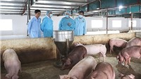 Hà Nội: Tăng cường công tác phòng, chống bệnh dịch tả lợn châu Phi