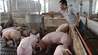 Dịch tả lợn châu Phi đánh tụt nhiều chỉ tiêu tăng trưởng của ngành nông nghiệp