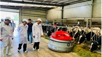 "Resort" bò sữa Tây Ninh là hạt nhân để xây dựng vùng chăn nuôi bò sữa an toàn dịch bệnh
