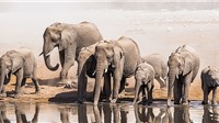 Chấm dứt xuất khẩu tàn nhẫn voi châu Phi cho các cơ sở nuôi nhốt động vật hoang dã