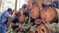 Vụ chặt hạ cây xanh: Bán được hơn 1 tỉ đồng tiền gỗ