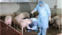 Hà Nội: 57% xã, phường, thị trấn đã qua 30 ngày không phát sinh bệnh dịch tả lợn châu Phi