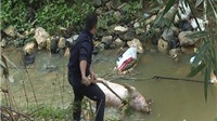 Phú Thọ: Cảnh báo tình trạng người dân vứt xác lợn chết gây bùng phát dịch bệnh