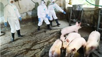 Dịch tả lợn châu Phi hạ nhiệt, nhưng giá thịt lợn vẫn giảm so với tháng trước