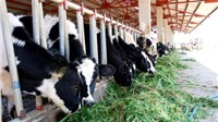 Nợ hơn 30.000 tỷ, Hoàng Anh Gia Lai vẫn “khát vốn” nuôi bò