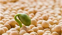 Tinh chất mầm đậu nành: mọc mầm coi như đã hỏng