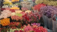 Sắc hoa Tết Kỷ Hợi rộn ràng từ chợ đầu mối ra phố