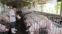 Hà Nội triển khai các giải pháp cấp bách khống chế bệnh dịch tả lợn châu Phi