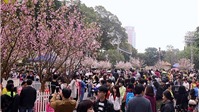 Lễ hội hoa anh đào Nhật Bản - Hà Nội 2019 kéo dài đến hết ngày 2-4