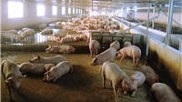 Giá lợn hơi quay đầu giảm mạnh, “thủ phủ chăn nuôi” tạm ngưng tái đàn
