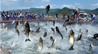 Nga - Thị trường “thất thường” với cá tra Việt Nam