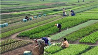 Hướng đi bền vững cho người nông dân trong bối cảnh hội nhập