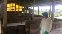 Phú Thọ: Quyết liệt phòng chống dịch tả lợn châu Phi