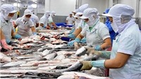 Cơ hội xuất khẩu cho cá tra Việt Nam sang 10 nước CPTPP