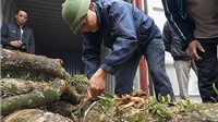 Hà Nội: Sắp bán đấu giá hai cây sưa trăm tỉ ở thôn Phụ Chính