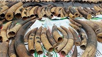 Hơn 7 tấn vảy tê tê, ngà voi "đội lót" nhựa đường cập cảng Nam Hải Đình Vũ