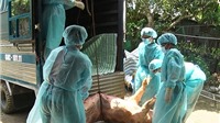 Hà Nội  tiêu hủy 10.000 con lợn nhiễm dịch tả châu Phi mỗi ngày