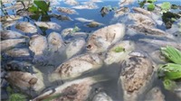 Đà Nẵng: Cá chết trắng tại hồ điều tiết Trung Nghĩa