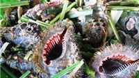 Ngộ độc ốc biển mùa du lịch: Ăn ốc thế nào để phòng tránh?