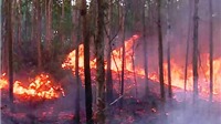 Phú Yên: Xử lý nghiêm các hành vi gây cháy rừng