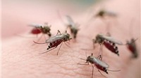 Bộ Y tế khuyến cáo người dân phòng bệnh sốt xuất huyết