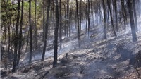 Sáng cứu 5 người khỏi vụ cháy nhà, trưa khống chế vụ cháy rừng thông hàng chục năm tuổi