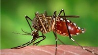 Đã có 10 người chết do muỗi sốt xuất huyết tấn công