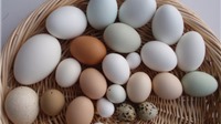 Loại trứng nào là giàu dinh dưỡng nhất 