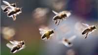 Hướng dẫn cách xử lý khi bị ong đốt