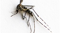Sẽ thử nghiệm muỗi chống virus Zika tại Việt Nam
