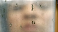 Virus zika đã "lan" tới 3 nước láng giềng của Việt Nam