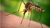 Việt Nam: Virus Zika có nguy cơ quay trở lại trong mùa dịch sốt xuất huyết