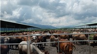 Vì sao dự án nuôi bò của HAGL tại Kon Tum bị thu hồi?
