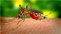 12/24 quận huyện tại TP Hồ Chí Minh ghi nhận ca bệnh do virus Zika