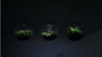 Thiết kế bình kính trồng cây độc - lạ cho không gian tối