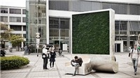 Xuất hiện loại cây “công nghệ cao” có thể lọc không khí ô nhiễm