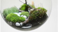 “Bóng đèn sinh thái”: Phát kiến tuyệt vời trồng cây xanh trong điều kiện không ánh sáng mặt trời