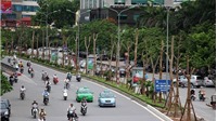 Hà Nội dự kiến trồng mới 200.000 - 250.000 cây xanh dịp đầu Xuân Tân Sửu 2021