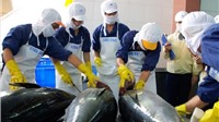 Giá trị xuất khẩu cá ngừ lập kỷ lục, đạt hơn 1 tỷ USD
