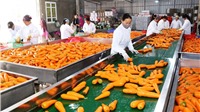 Nông sản, thực phẩm Việt: Nhiều cơ hội chinh phục thị trường Ba Lan