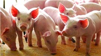 Nghịch lý: Giá lợn hơi thủng “đáy”, thịt thành phẩm vẫn cao ngất ngưởng