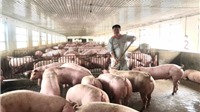 Nghịch lý: Giá thức ăn chăn nuôi liên tục tăng, giá lợn lại lao dốc