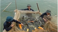 Hà Nội vẫn còn nhiều dư địa để phát triển nuôi trồng thủy sản