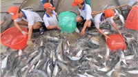 Mexico trở thành thị trường xuất khẩu cá tra hàng đầu của Việt Nam