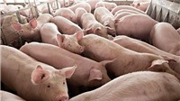 Campuchia hạn chế nhập khẩu lợn từ Việt Nam: Bộ Công Thương lên tiếng