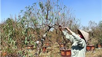 Hà Nội: Nông dân thấp thỏm “phiêu lưu” cùng vụ hoa Tết