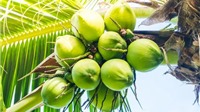 Dự báo xuất khẩu dừa đạt 1 tỷ USD trong năm 2023