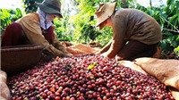 3 tháng đầu năm, xuất khẩu cà phê tăng trưởng mạnh