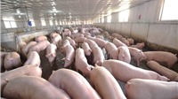 Thị lợn hơi tiếp tục tăng cao chạm ngưỡng 75.000 đồng/kg.
